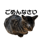野良猫から完全室内飼いになった猫（個別スタンプ：9）