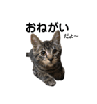 野良猫から完全室内飼いになった猫（個別スタンプ：10）