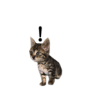野良猫から完全室内飼いになった猫（個別スタンプ：11）