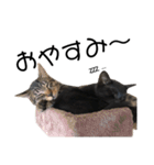 野良猫から完全室内飼いになった猫（個別スタンプ：12）