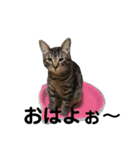野良猫から完全室内飼いになった猫（個別スタンプ：13）