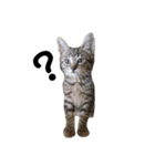 野良猫から完全室内飼いになった猫（個別スタンプ：17）
