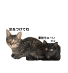 野良猫から完全室内飼いになった猫（個別スタンプ：18）