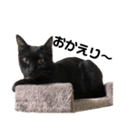 野良猫から完全室内飼いになった猫（個別スタンプ：19）