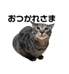 野良猫から完全室内飼いになった猫（個別スタンプ：22）