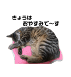 野良猫から完全室内飼いになった猫（個別スタンプ：23）