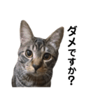 野良猫から完全室内飼いになった猫（個別スタンプ：25）