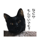 野良猫から完全室内飼いになった猫（個別スタンプ：27）