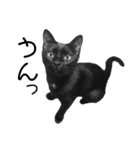 野良猫から完全室内飼いになった猫（個別スタンプ：31）