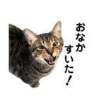 野良猫から完全室内飼いになった猫（個別スタンプ：34）