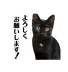 野良猫から完全室内飼いになった猫（個別スタンプ：35）
