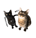 野良猫から完全室内飼いになった猫（個別スタンプ：36）