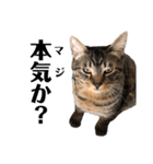 野良猫から完全室内飼いになった猫（個別スタンプ：37）