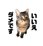 野良猫から完全室内飼いになった猫（個別スタンプ：38）