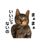 野良猫から完全室内飼いになった猫（個別スタンプ：39）