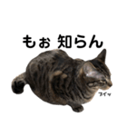 野良猫から完全室内飼いになった猫（個別スタンプ：40）