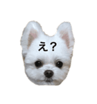 てんさんスタンプ（個別スタンプ：1）