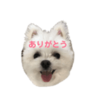 てんさんスタンプ（個別スタンプ：2）