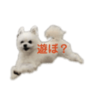 てんさんスタンプ（個別スタンプ：3）