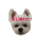 てんさんスタンプ（個別スタンプ：6）
