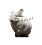 れんざら、たまにオレオくん（個別スタンプ：6）