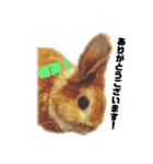 うさぎのみんと君 敬語（個別スタンプ：3）