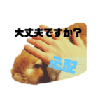 うさぎのみんと君 敬語（個別スタンプ：5）