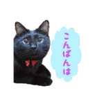 猫カフェキャッチーの日常（個別スタンプ：2）