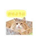 猫カフェキャッチーの日常（個別スタンプ：3）
