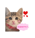 猫カフェキャッチーの日常（個別スタンプ：7）