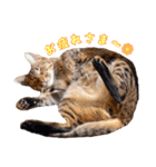 猫カフェキャッチーの日常（個別スタンプ：8）