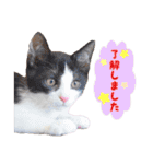 猫カフェキャッチーの日常（個別スタンプ：9）