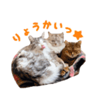 猫カフェキャッチーの日常（個別スタンプ：10）