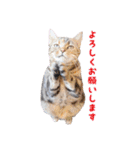猫カフェキャッチーの日常（個別スタンプ：11）