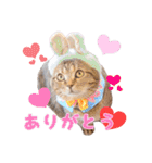 猫カフェキャッチーの日常（個別スタンプ：15）
