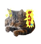 猫カフェキャッチーの日常（個別スタンプ：18）