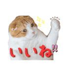猫カフェキャッチーの日常（個別スタンプ：20）
