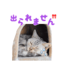 猫カフェキャッチーの日常（個別スタンプ：21）