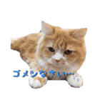 猫カフェキャッチーの日常（個別スタンプ：22）
