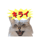 猫カフェキャッチーの日常（個別スタンプ：26）