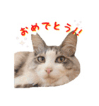 猫カフェキャッチーの日常（個別スタンプ：27）