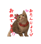 猫カフェキャッチーの日常（個別スタンプ：28）
