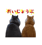 猫カフェキャッチーの日常（個別スタンプ：29）