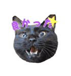 猫カフェキャッチーの日常（個別スタンプ：30）