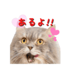 猫カフェキャッチーの日常（個別スタンプ：31）