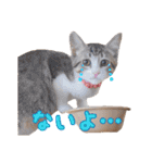 猫カフェキャッチーの日常（個別スタンプ：32）