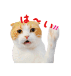 猫カフェキャッチーの日常（個別スタンプ：34）