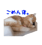 猫カフェキャッチーの日常（個別スタンプ：35）
