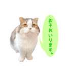 猫カフェキャッチーの日常（個別スタンプ：36）