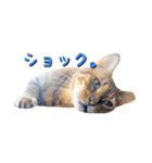 猫カフェキャッチーの日常（個別スタンプ：37）